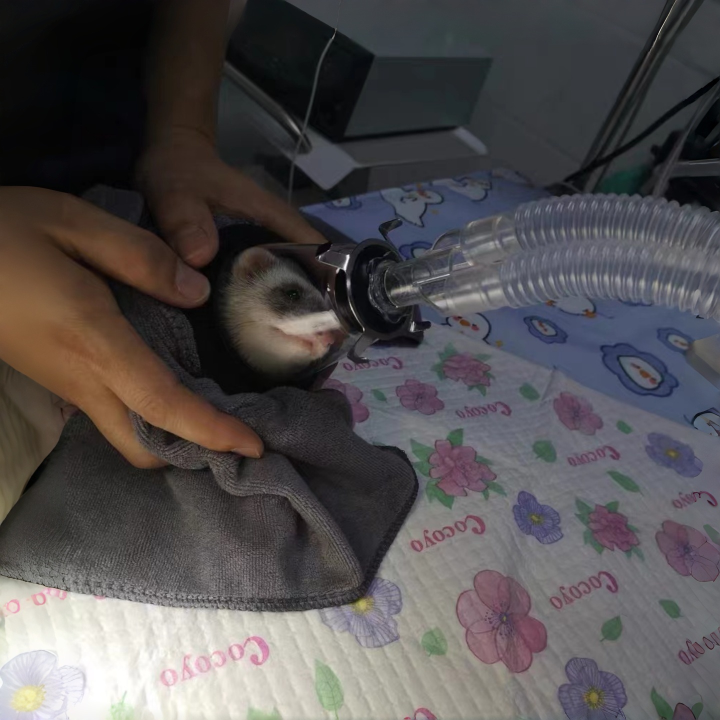 Masker bedah hewan pembesar, m - Vet Tech Accessories ulasan dan harga